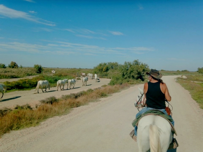 camargue on horseback