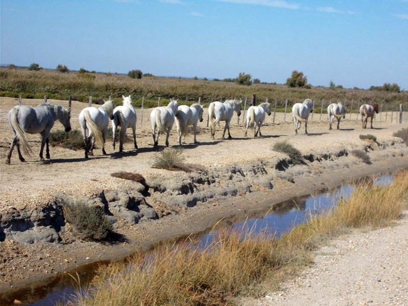 camargue horse riding