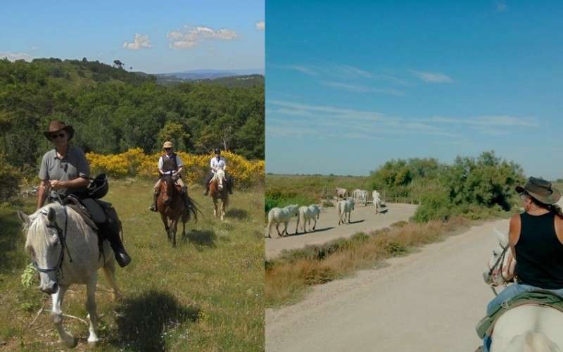 discover the provence on horseback