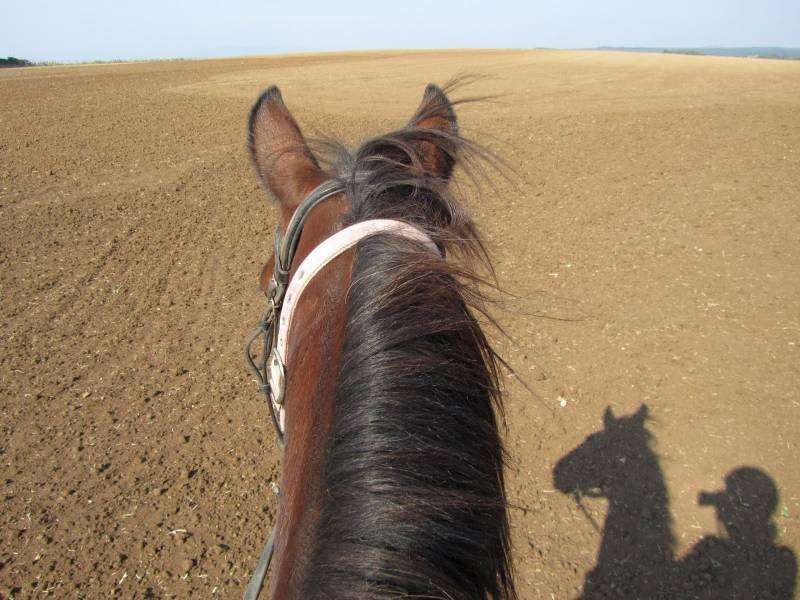 horseback trail ride tuscany