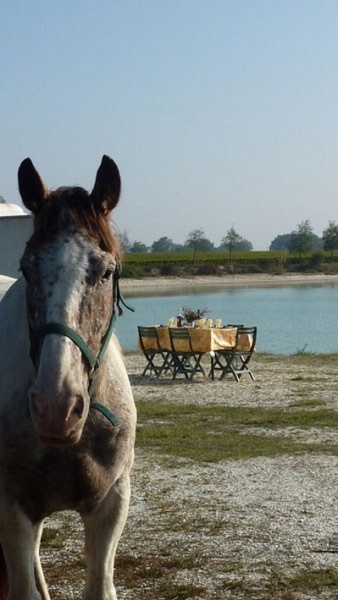 bordeaux wine on horseback