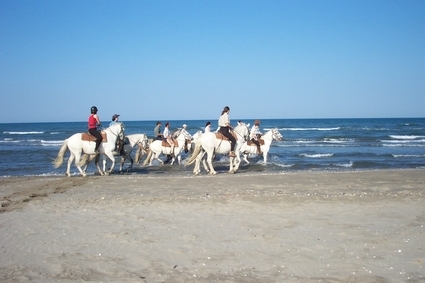 horse riding in camargue