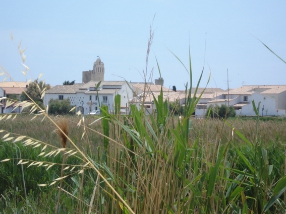 camargue on horseback