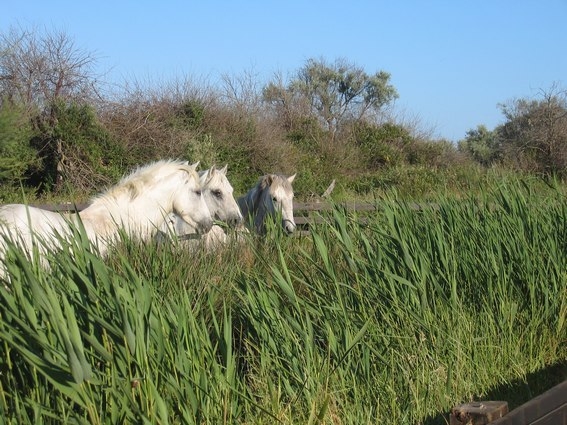 camargue horse riding