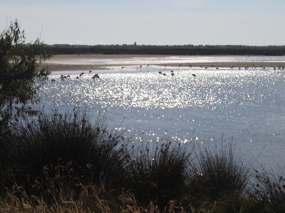 camargue horse riding holiday