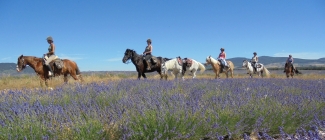 randonnee a cheval lavande en provence