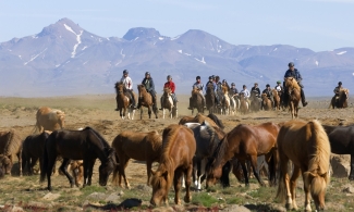 rando a cheval islande