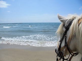 randonnee cheval camargue