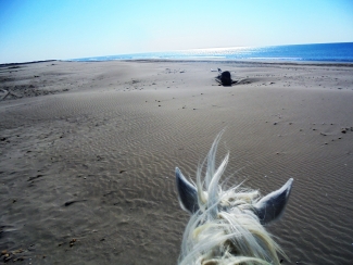 Camargue à cheval