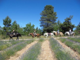 Lavande a cheval