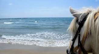 equestrian holiday in Camargue