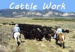horse riding cattle work