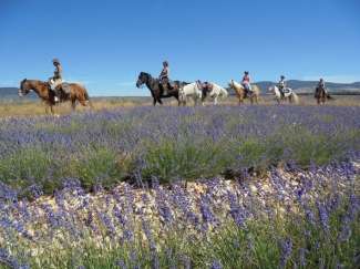 Provence lavender hrseback ride