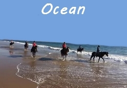 Horse trail rides on the Morocco Atlantic beaches