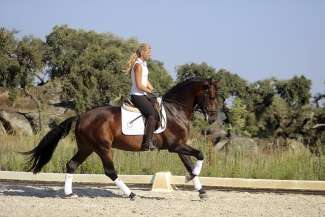 horse dressage holiday course