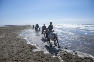 Balade à cheval sur la plage en Andalousie - Andaluciamia