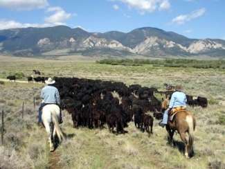 horse riding cattle work