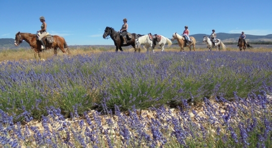 Provence lavender hrseback ride