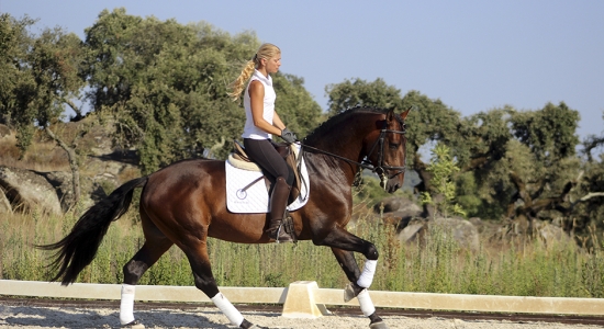horse dressage holiday course