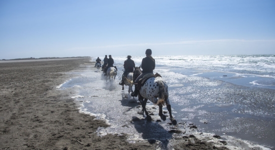 horseback riding on beaches