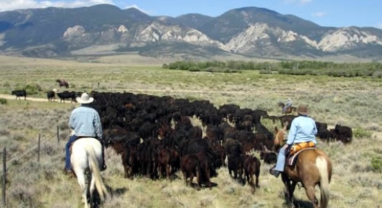 horse riding cattle work